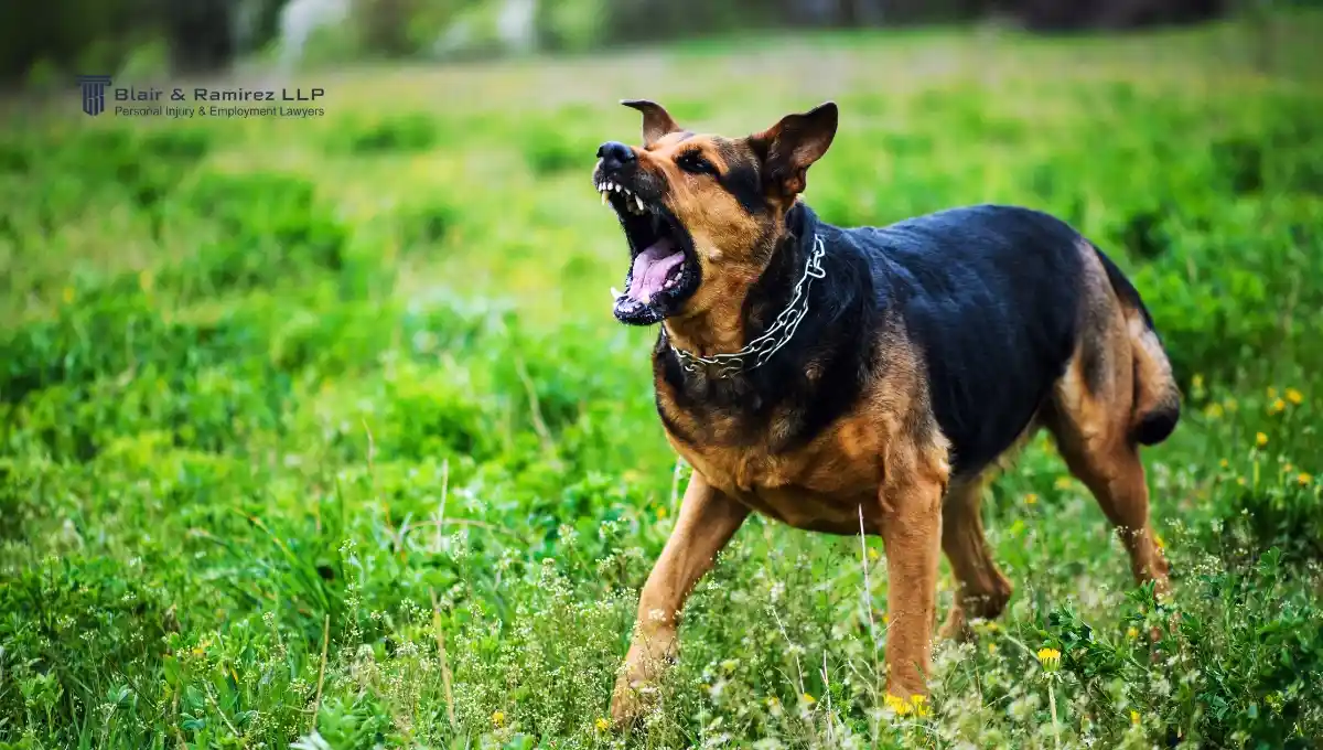 Aggressive dog