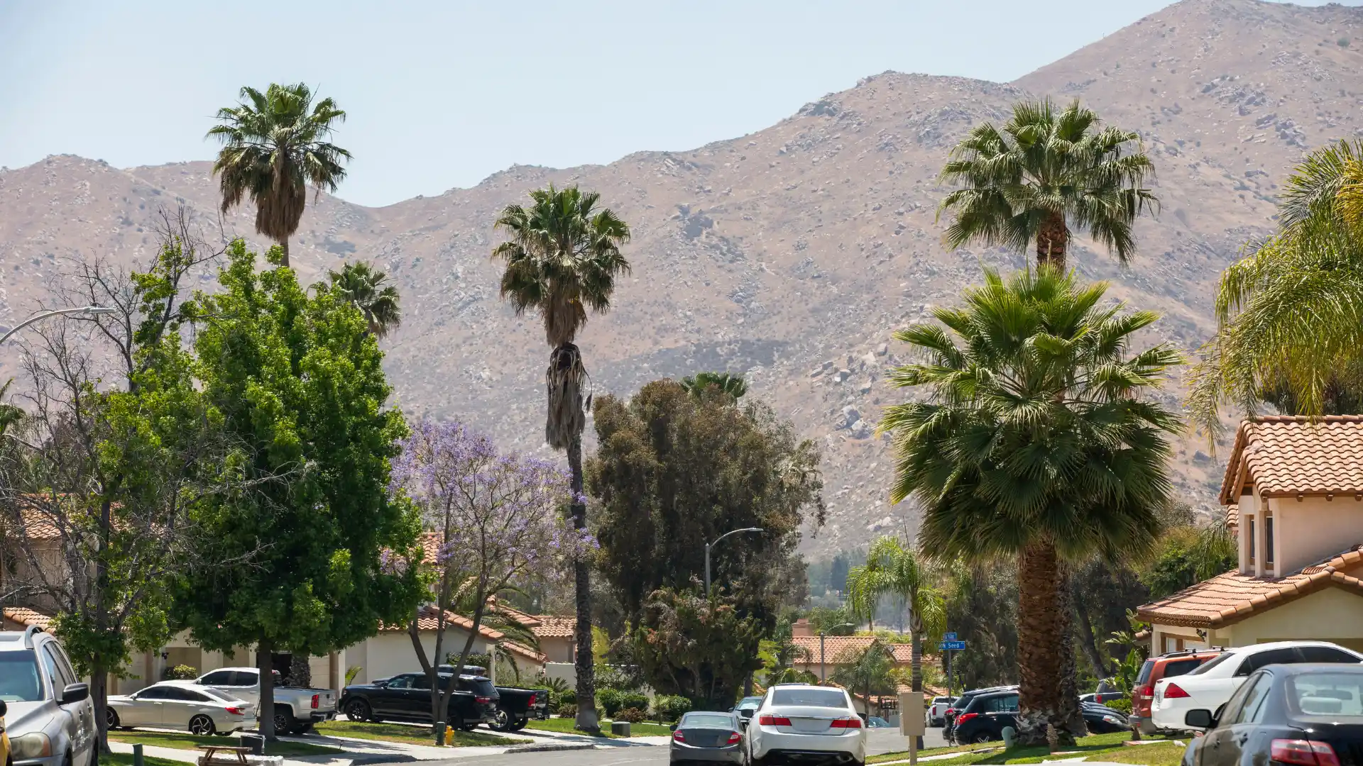 Palm trees and suburban homes with rocky mountains in the background.