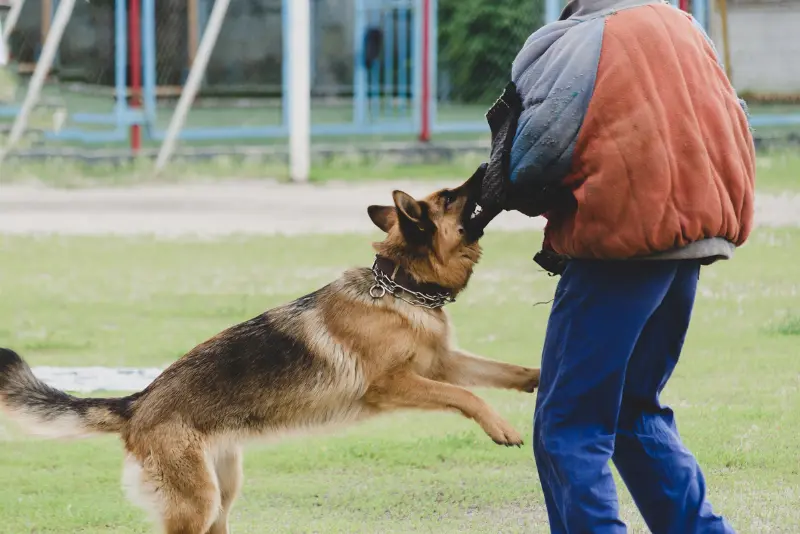 California dog bite legal guidance explaining your rights and next steps after a bite.