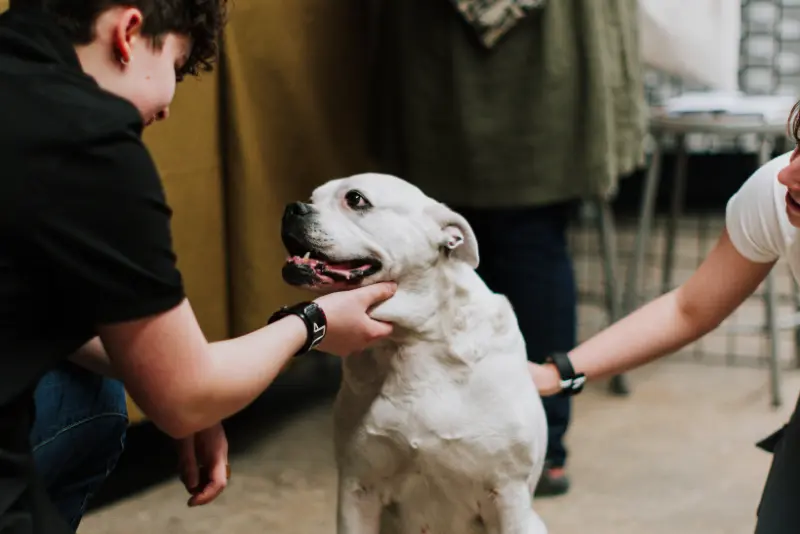 Dog bite injury and legal guidance in California.