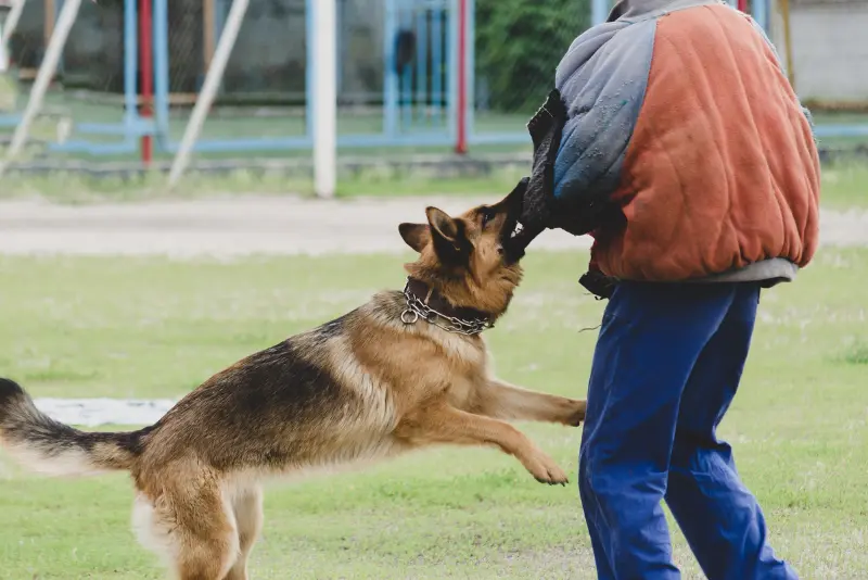 Lawyer discussing third-party responsibility after a serious dog attack in Los Angeles